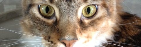 Mark Magnuson banner