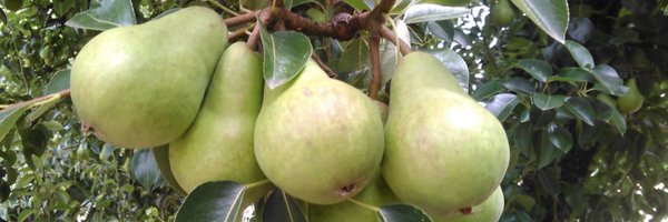 Pearwilliambaur Profile Banner
