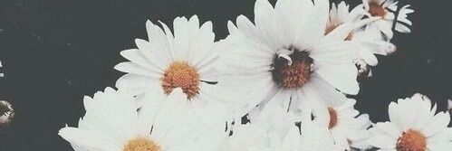 IdaniellaP's profile banner image