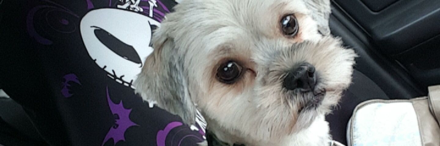 kaitychaos's profile banner image