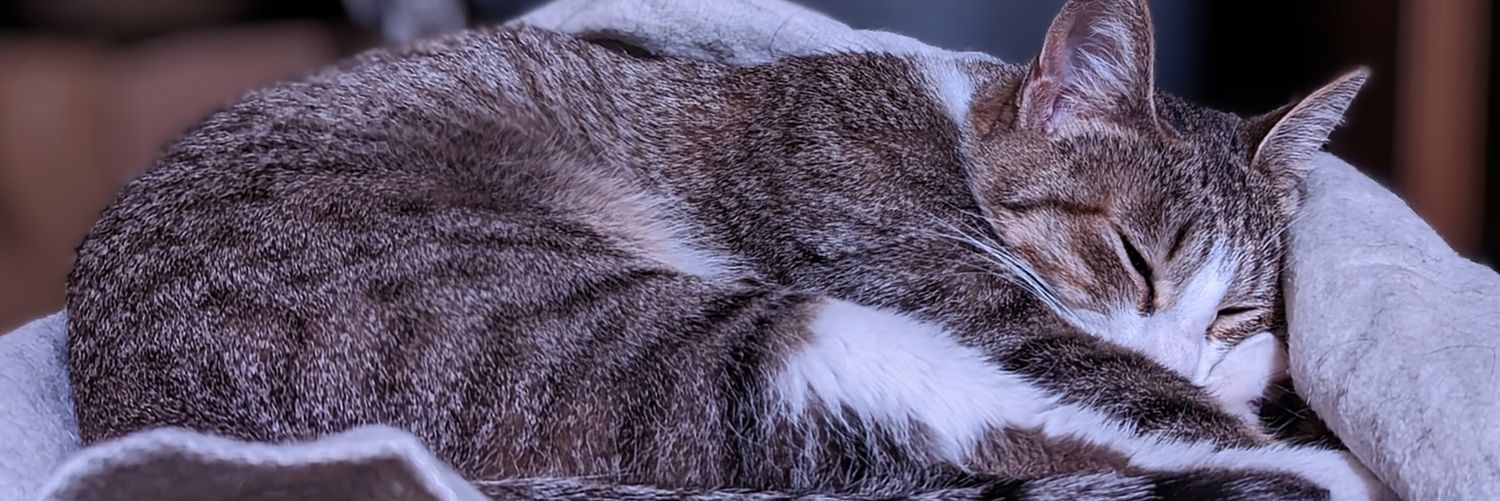 taroryuj's profile banner image