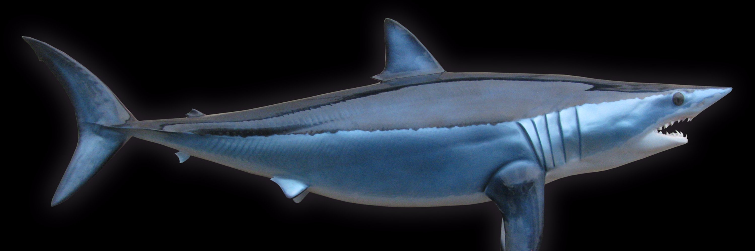 boteatingmako's profile banner image