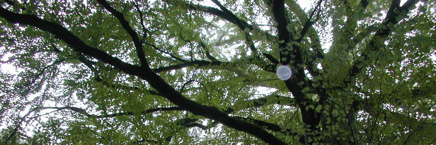 pawbirch's profile banner image