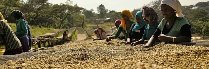 Direct Coffee banner