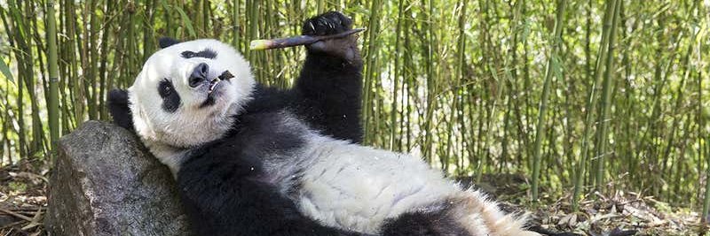 Pandacoin $PND banner