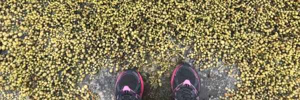 pop_kelp Profile Banner