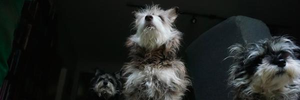 borkdog Profile Banner