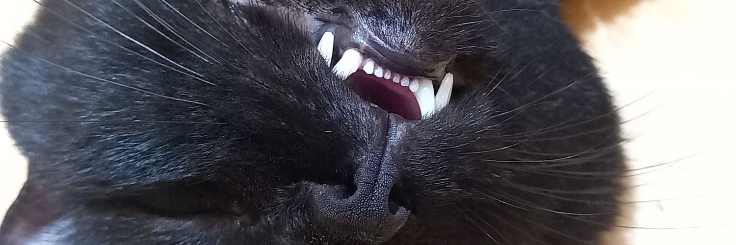 ceipyy's profile banner image
