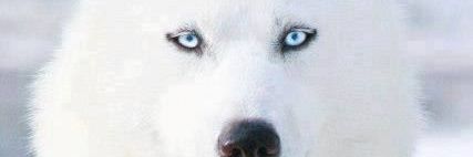 SnowCarrasco's profile banner image