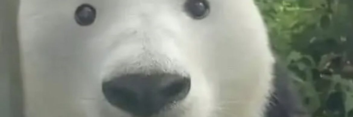 merf banner