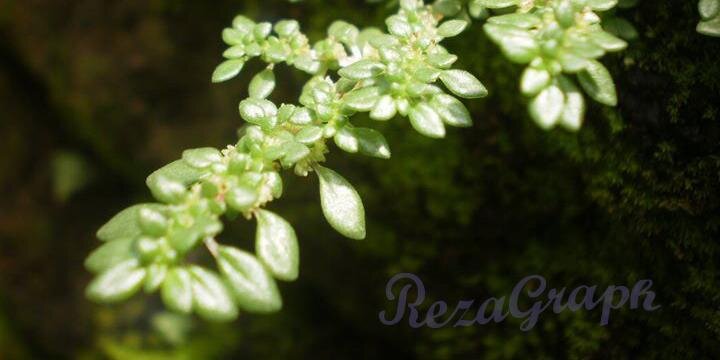 rezarf's profile banner image