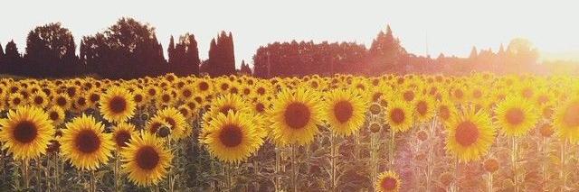 Natacha🌻 banner