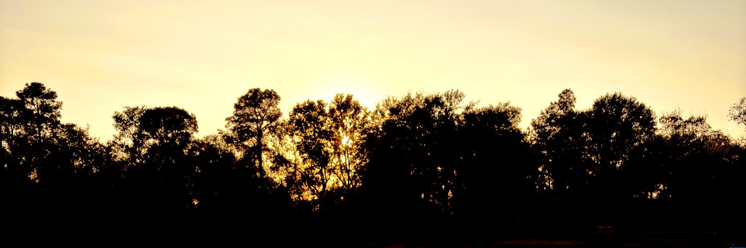 playerwoods's profile banner image