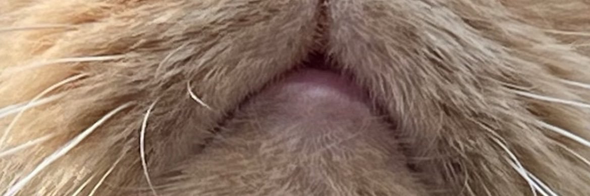 undercovermht's profile banner image