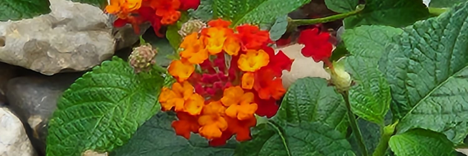 jimspringer64's profile banner image