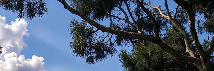 Esi🥰🥰🥰🥰 banner