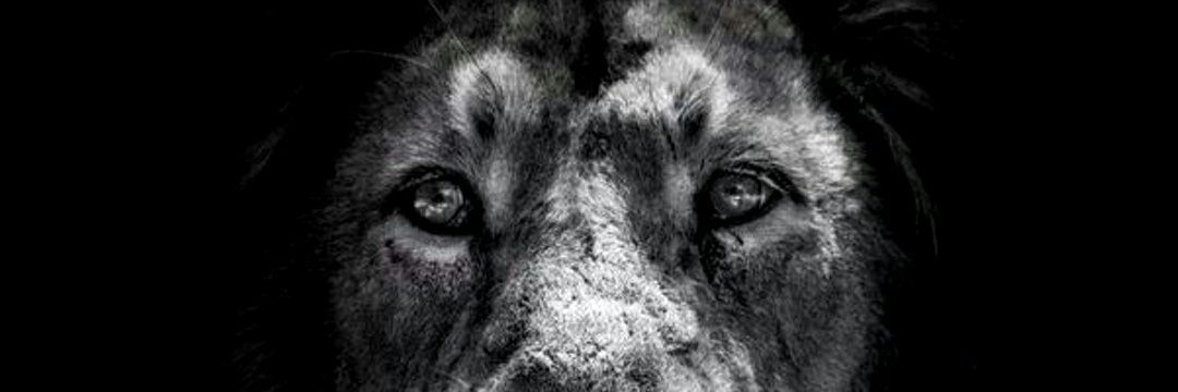 The_Musing_Shah's profile banner image
