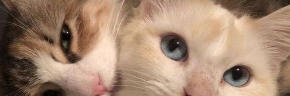 dany banner