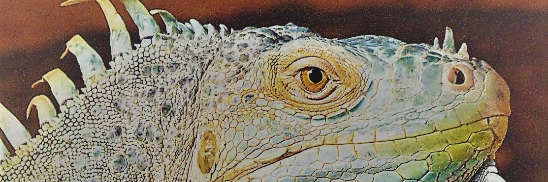 eguanebooks's profile banner image