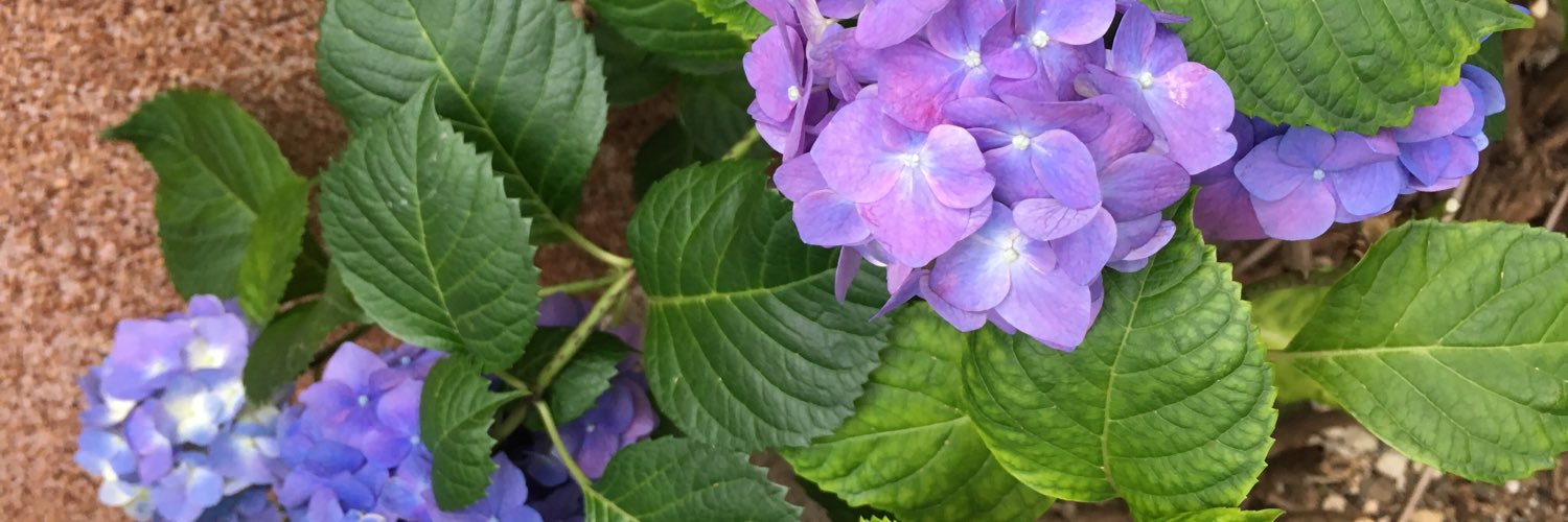 header image