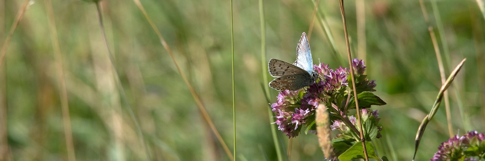 Guildford Environmental Forum banner