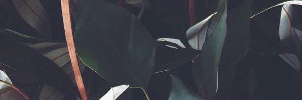 nadchalant's profile banner image