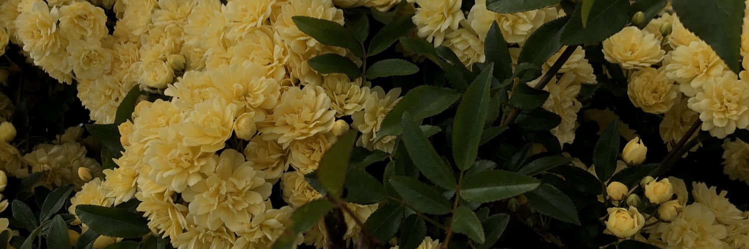 sml_____x's profile banner image