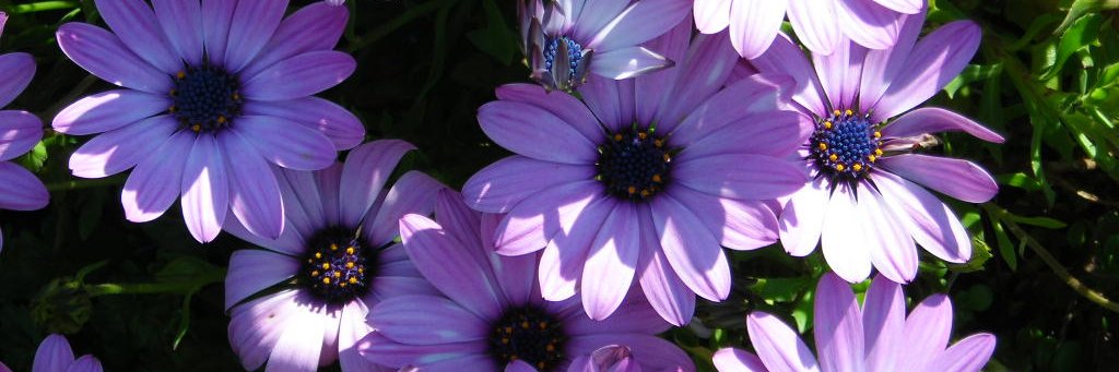 shottii's profile banner image
