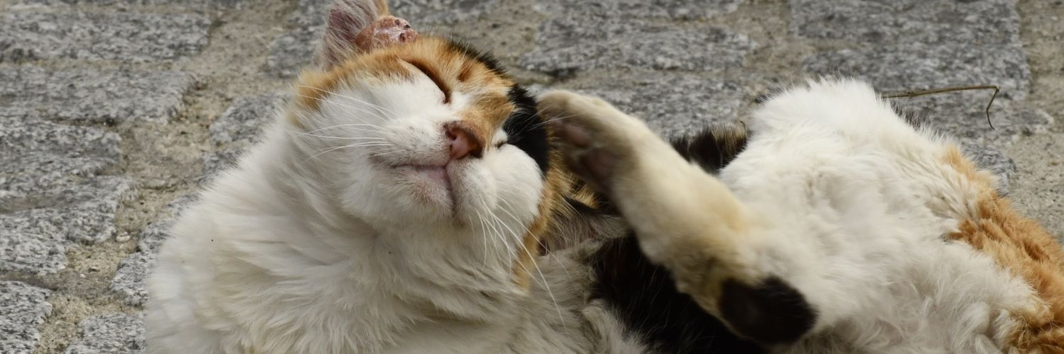 Kittyamazing banner