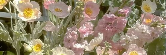 شهد 🍯 banner