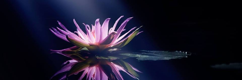 Explendornoche's profile banner image
