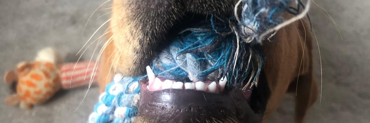 DAWGZ banner