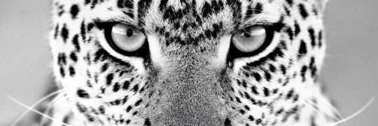Julieduu's profile banner image