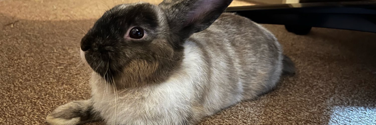 Oreo_The_Rabbit's profile banner image
