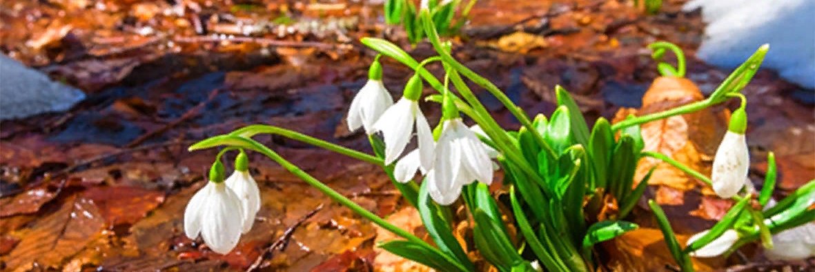 Лопшо Рыжунь banner