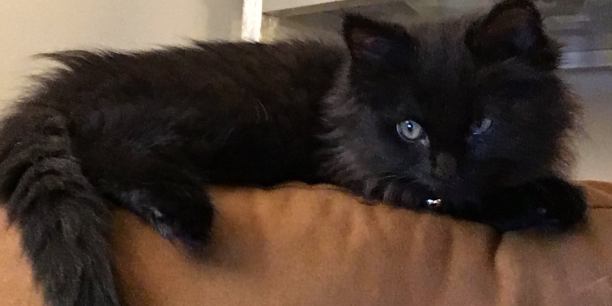 MaxvonFloof's profile banner image