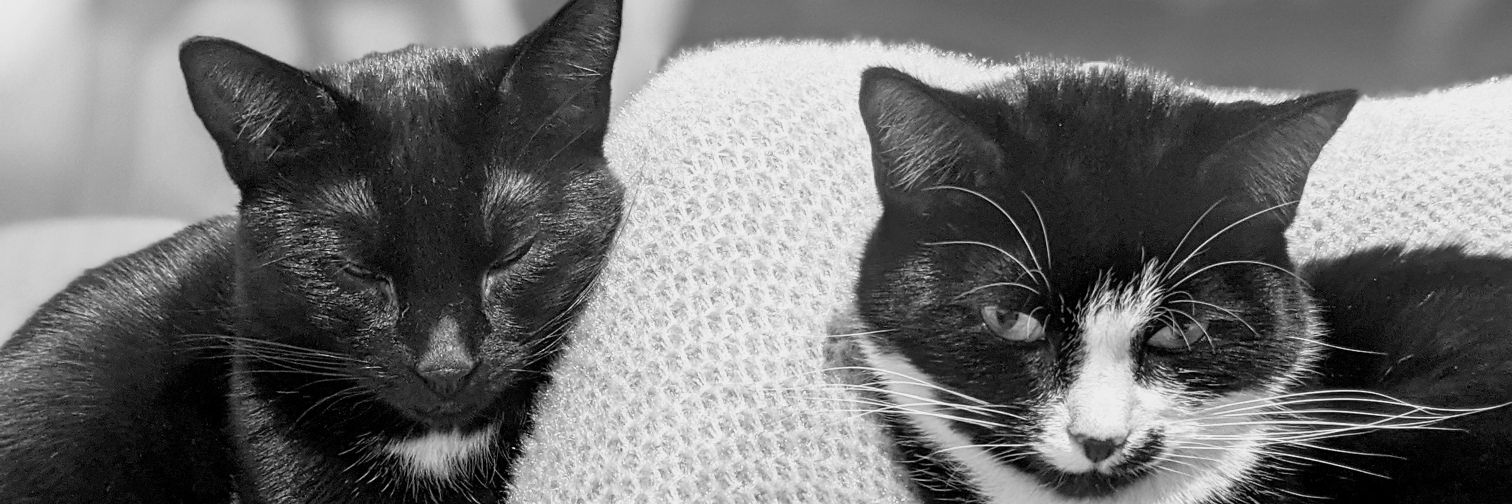 Alt_Normality's profile banner image