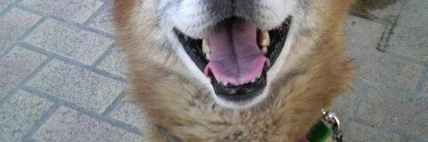 Солярис's banner