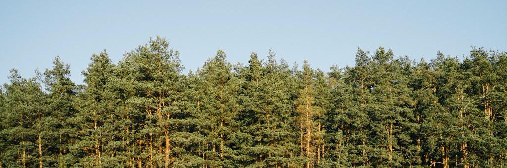 Ben Pines 😉 banner