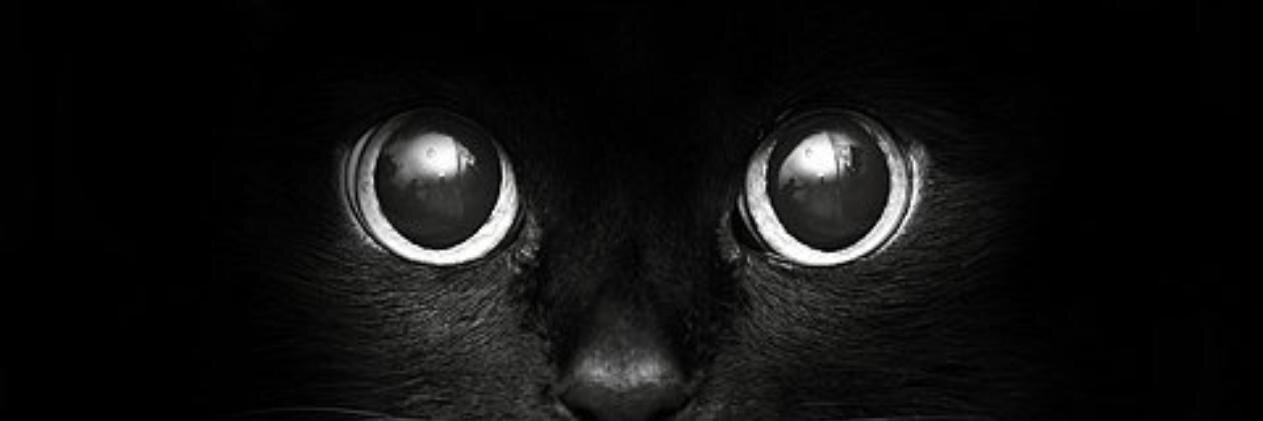 Danielacastro05's profile banner image