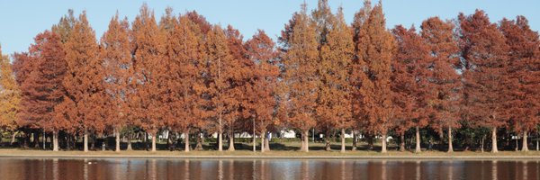 birch_js Profile Banner