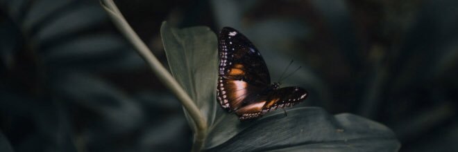 Ally Guppy banner