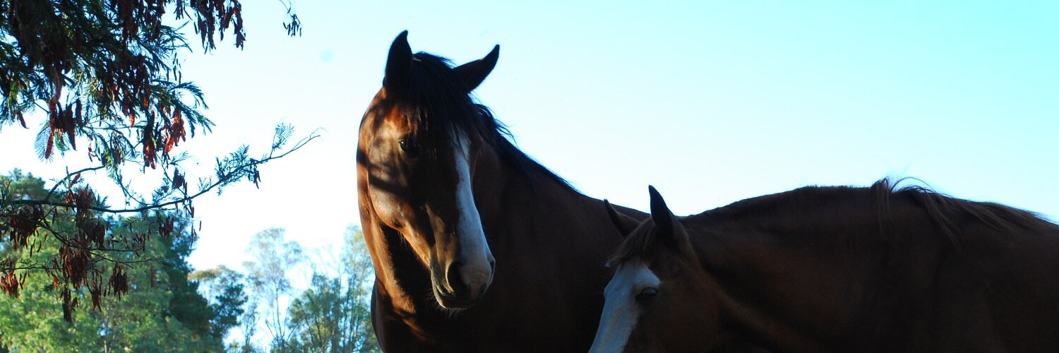 turcalover's profile banner image
