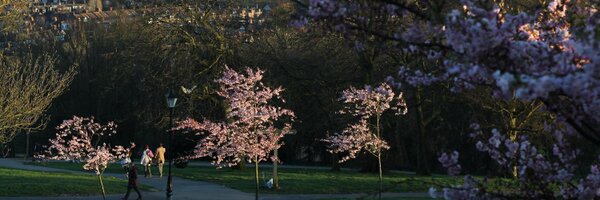 TreeWardens Profile Banner