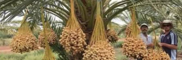 dkheel__j Profile Banner