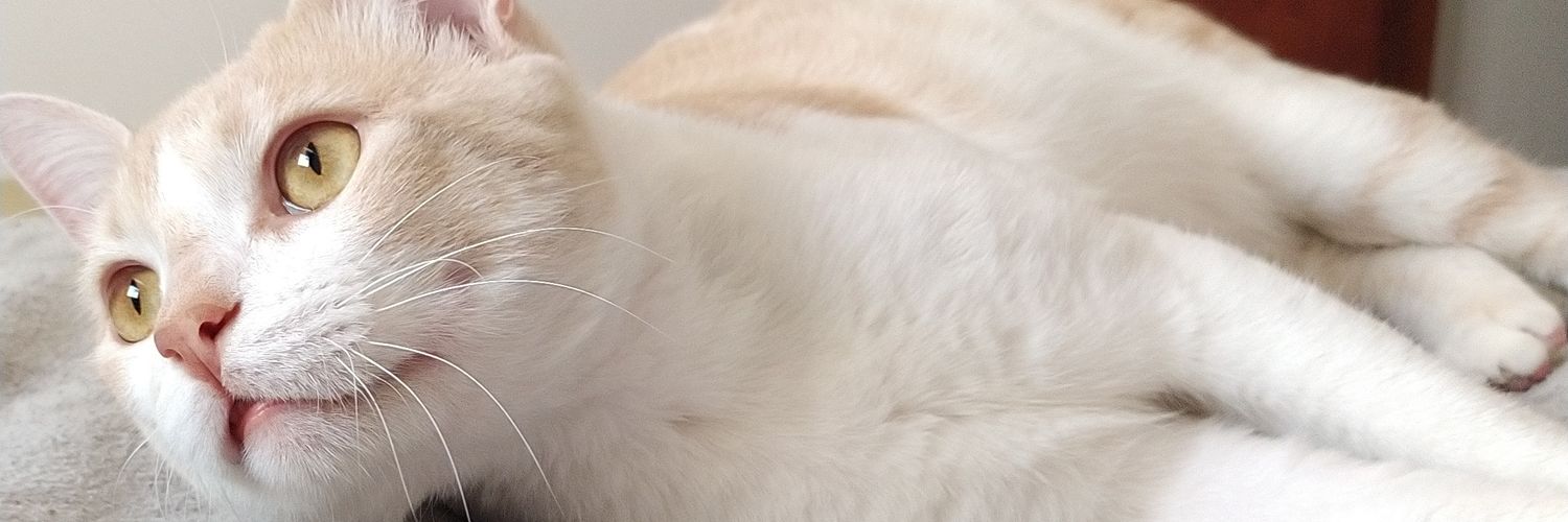 SeleGayarre's profile banner image