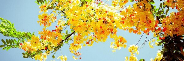 MissPaint Profile Banner