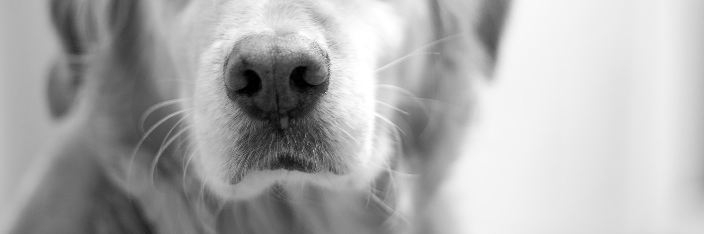JavierAmigo's profile banner image