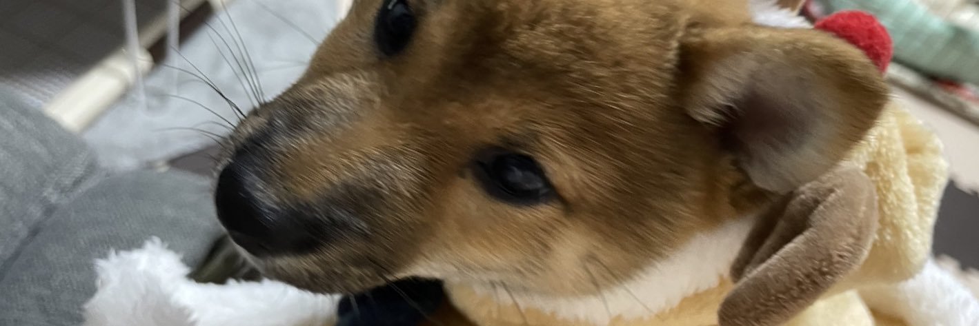 Maisy__'s profile banner image