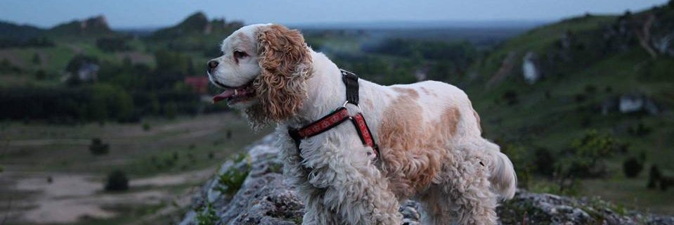 Seba_Zaleski's profile banner image